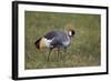 Grey Crowned Crane (Southern Crowned Crane) (Balearica Regulorum)-James Hager-Framed Photographic Print