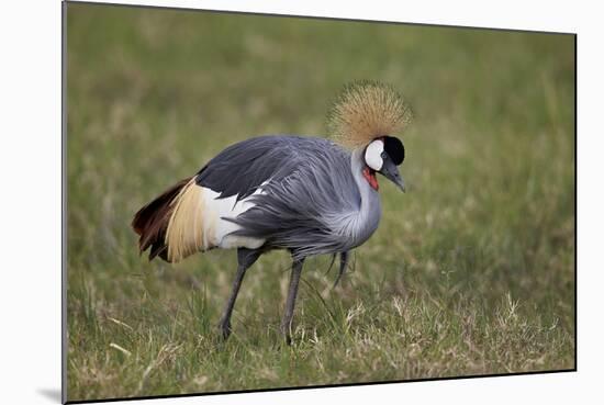 Grey Crowned Crane (Southern Crowned Crane) (Balearica Regulorum)-James Hager-Mounted Photographic Print