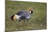 Grey Crowned Crane (Southern Crowned Crane) (Balearica Regulorum)-James Hager-Mounted Photographic Print