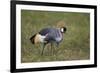 Grey Crowned Crane (Southern Crowned Crane) (Balearica Regulorum)-James Hager-Framed Photographic Print