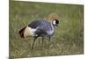 Grey Crowned Crane (Southern Crowned Crane) (Balearica Regulorum)-James Hager-Mounted Photographic Print