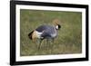 Grey Crowned Crane (Southern Crowned Crane) (Balearica Regulorum)-James Hager-Framed Photographic Print