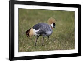 Grey Crowned Crane (Southern Crowned Crane) (Balearica Regulorum)-James Hager-Framed Photographic Print