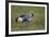 Grey Crowned Crane (Southern Crowned Crane) (Balearica Regulorum)-James Hager-Framed Photographic Print