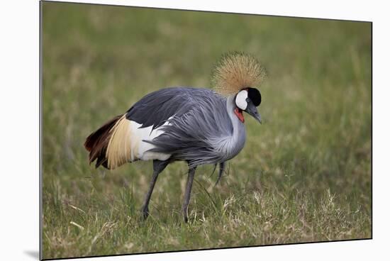 Grey Crowned Crane (Southern Crowned Crane) (Balearica Regulorum)-James Hager-Mounted Photographic Print