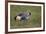 Grey Crowned Crane (Southern Crowned Crane) (Balearica Regulorum)-James Hager-Framed Photographic Print