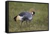 Grey Crowned Crane (Southern Crowned Crane) (Balearica Regulorum)-James Hager-Framed Stretched Canvas