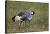 Grey Crowned Crane (Southern Crowned Crane) (Balearica Regulorum)-James Hager-Stretched Canvas