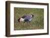 Grey Crowned Crane (Southern Crowned Crane) (Balearica Regulorum)-James Hager-Framed Photographic Print