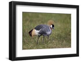 Grey Crowned Crane (Southern Crowned Crane) (Balearica Regulorum)-James Hager-Framed Photographic Print