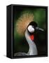 Grey Crowned Crane-Martin Harvey-Framed Stretched Canvas