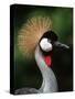 Grey Crowned Crane-Martin Harvey-Stretched Canvas