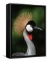 Grey Crowned Crane-Martin Harvey-Framed Stretched Canvas