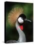 Grey Crowned Crane-Martin Harvey-Stretched Canvas