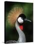 Grey Crowned Crane-Martin Harvey-Stretched Canvas