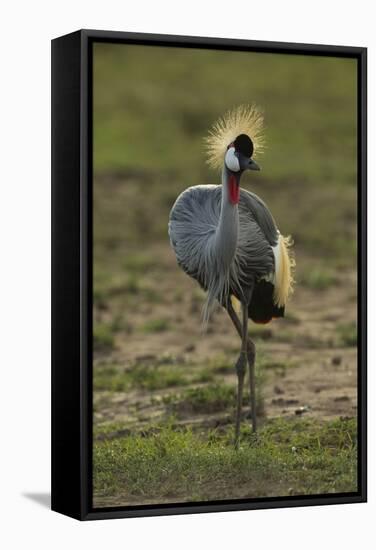 Grey-Crowned Crane-Mary Ann McDonald-Framed Stretched Canvas
