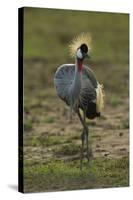 Grey-Crowned Crane-Mary Ann McDonald-Stretched Canvas