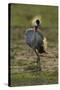 Grey-Crowned Crane-Mary Ann McDonald-Stretched Canvas