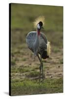 Grey-Crowned Crane-Mary Ann McDonald-Stretched Canvas