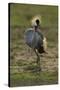 Grey-Crowned Crane-Mary Ann McDonald-Stretched Canvas