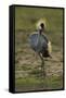 Grey-Crowned Crane-Mary Ann McDonald-Framed Stretched Canvas