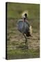 Grey-Crowned Crane-Mary Ann McDonald-Stretched Canvas