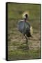 Grey-Crowned Crane-Mary Ann McDonald-Framed Stretched Canvas