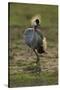 Grey-Crowned Crane-Mary Ann McDonald-Stretched Canvas