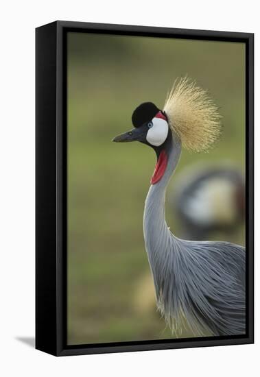 Grey-Crowned Crane-Mary Ann McDonald-Framed Stretched Canvas