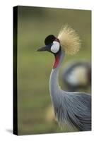 Grey-Crowned Crane-Mary Ann McDonald-Stretched Canvas