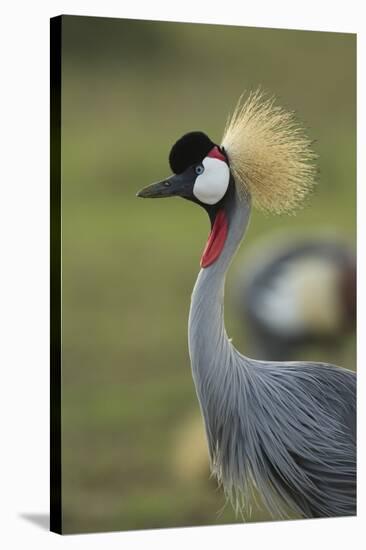 Grey-Crowned Crane-Mary Ann McDonald-Stretched Canvas