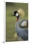 Grey-Crowned Crane-Mary Ann McDonald-Framed Premium Photographic Print