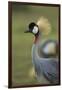 Grey-Crowned Crane-Mary Ann McDonald-Framed Premium Photographic Print