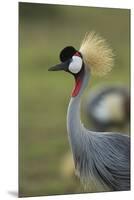 Grey-Crowned Crane-Mary Ann McDonald-Mounted Premium Photographic Print