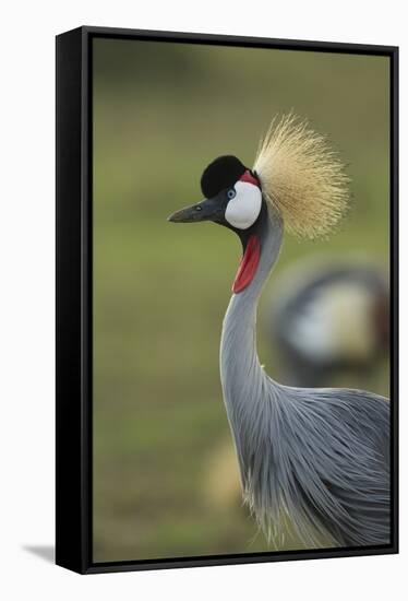 Grey-Crowned Crane-Mary Ann McDonald-Framed Stretched Canvas