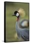 Grey-Crowned Crane-Mary Ann McDonald-Framed Stretched Canvas