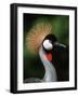 Grey Crowned Crane-Martin Harvey-Framed Photographic Print