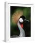 Grey Crowned Crane-Martin Harvey-Framed Photographic Print