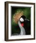 Grey Crowned Crane-Martin Harvey-Framed Photographic Print