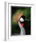 Grey Crowned Crane-Martin Harvey-Framed Photographic Print