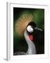 Grey Crowned Crane-Martin Harvey-Framed Photographic Print