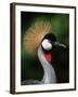 Grey Crowned Crane-Martin Harvey-Framed Photographic Print