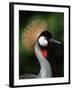 Grey Crowned Crane-Martin Harvey-Framed Photographic Print