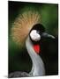 Grey Crowned Crane-Martin Harvey-Mounted Photographic Print