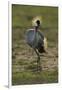 Grey-Crowned Crane-Mary Ann McDonald-Framed Photographic Print