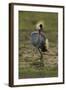 Grey-Crowned Crane-Mary Ann McDonald-Framed Photographic Print