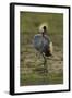 Grey-Crowned Crane-Mary Ann McDonald-Framed Photographic Print