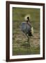 Grey-Crowned Crane-Mary Ann McDonald-Framed Photographic Print