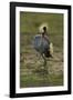 Grey-Crowned Crane-Mary Ann McDonald-Framed Photographic Print