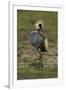 Grey-Crowned Crane-Mary Ann McDonald-Framed Photographic Print